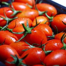 小番茄-聖女 蕃茄
