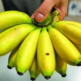 香蕉-芭蕉 