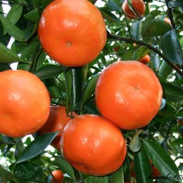豔陽柑-豔陽柑 橘子
