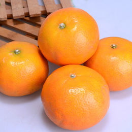 柑橘-進口
