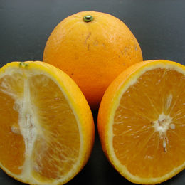 甜橙-晚崙西亞 