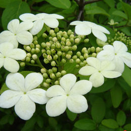 瓊花 