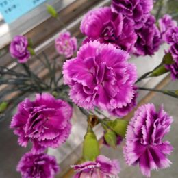 康乃馨-紫帶白 