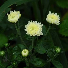小菊-川涼 