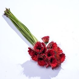 非洲菊-紅 