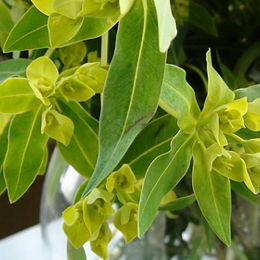 八卦草(黃河)-八卦草(黃河) 