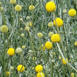 金鎚花-金鎚花 
