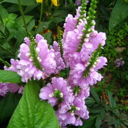 虎尾花-虎尾花 