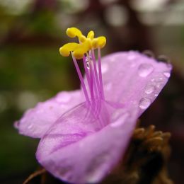 紫羅蘭-單瓣 
