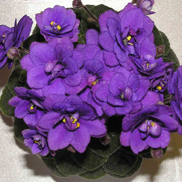 紫羅蘭-重瓣 