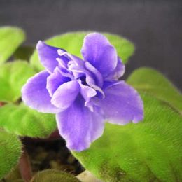 紫羅蘭-重瓣深紫 