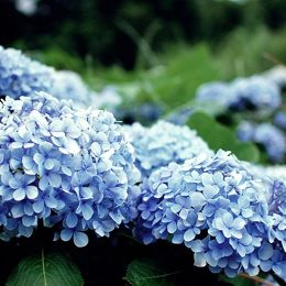 繡球花-藍 