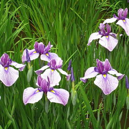 花菖蒲-花菖蒲 