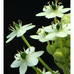 伯利恆之星-伯利恆之星 