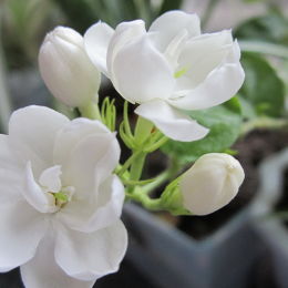 茉莉花-茉莉花 