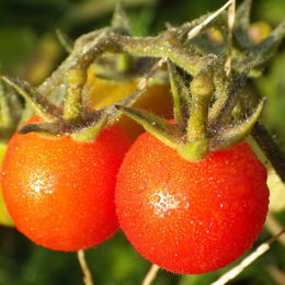 蕃茄-粉柿 番茄