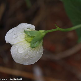 豌豆-白花 