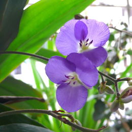 蘭花-蘭花 