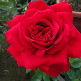 玫瑰-古典美人 