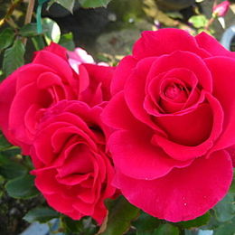 玫瑰-新櫻紅 