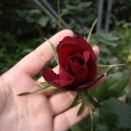 玫瑰-紅衣武士 