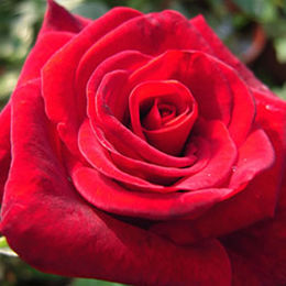 玫瑰-荷蘭紅 