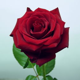 玫瑰-萬年紅 
