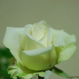 玫瑰-青殼白 