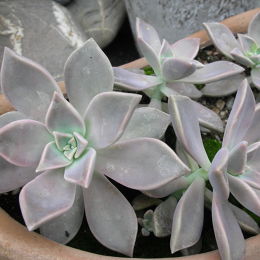 石蓮花 
