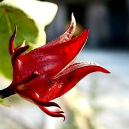 洛神花 
