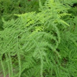 文竹(新娘花)-文竹(新娘花) 