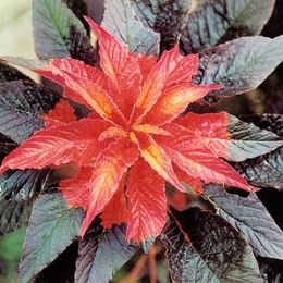 雁來紅-雁來紅 