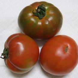 紅茄(番柿)-紅茄(番柿) 