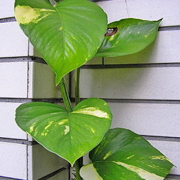 黃金葛葉-黃金葛葉 