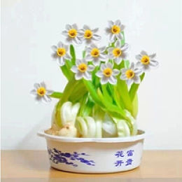 進口水仙花-進口水仙花 