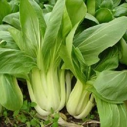 青江白菜-大梗 湯匙菜,青江菜