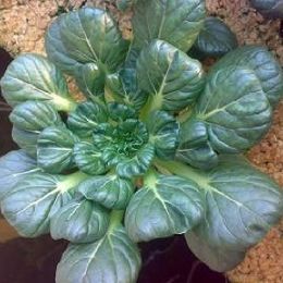 塌棵菜 