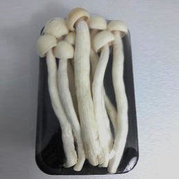 珊瑚菇-盒裝