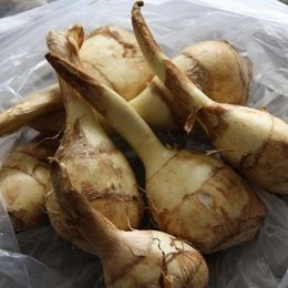 慈菇
