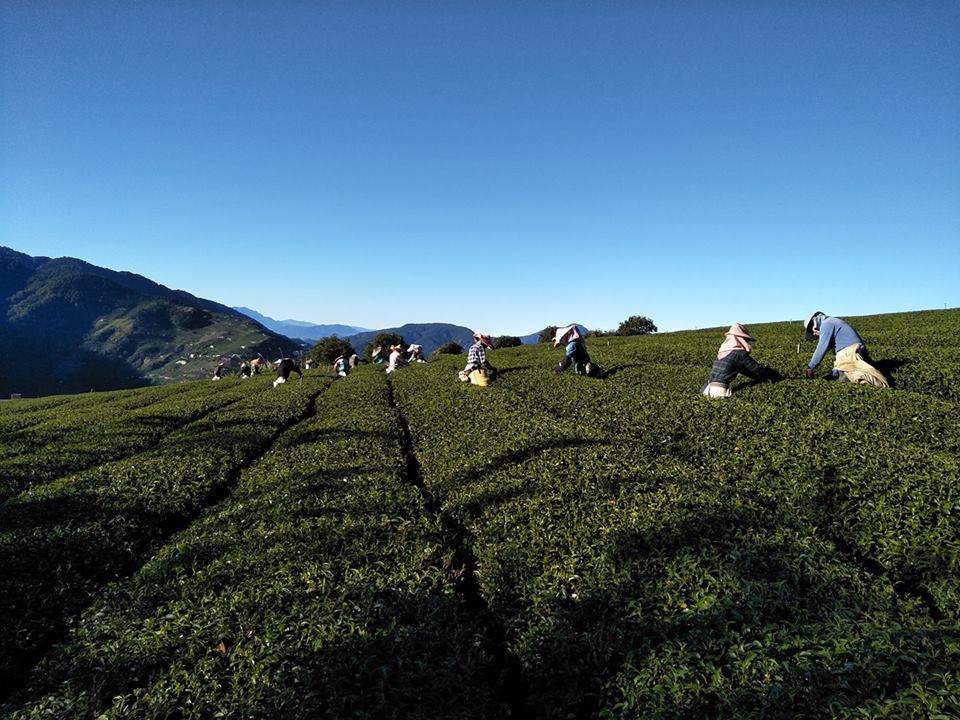 天境立祥-馬烈霸高山茶