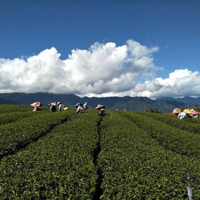 天境立祥-馬烈霸高山茶