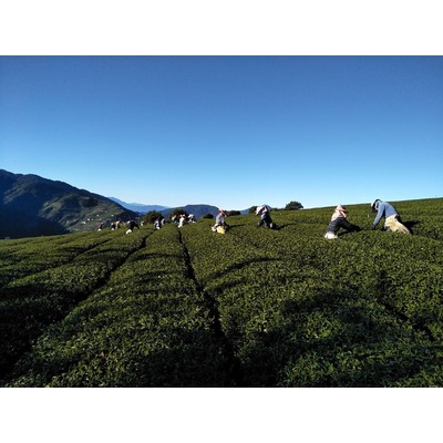 天境立祥-馬烈霸高山茶